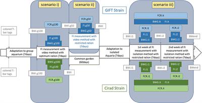 The Effects of Feed Restriction and Isolated or Group Rearing on the Measurement of Individual Feed Intake and Estimation of Feed Conversion Ratio in Juvenile Nile Tilapia (Oreochromis niloticus) for Selective Breeding Purposes